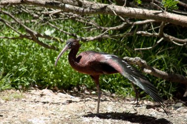 Parlak Ibis 'in kendine özgü uzun, eğri büğrü bir gagası vardır ve rengi zeytin-kahverengidir.