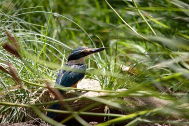 Korkmuş Kingfisher 'ın turkuaz bir arkası, turkuaz mavi poposu ve kuyruğu, açık beyaz alt parçaları ve geniş bir krem yakası var.