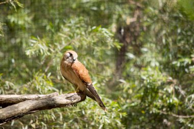 Nankeen Kestrel ince bir şahindir ve nispeten küçük bir yırtıcı kuşdur (yırtıcı kuş). Üst kısımları çoğunlukla paslı, bazı koyu çizgiler var..