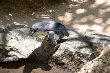 Bu bir beyaz Ibis yan görünümüdür 