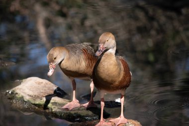 Tüylü ördeğin yüzü ve ön boynu hafiftir, taç ve arka boynu soluk kahverengidir ve sırtının üst kısmının kahverengi tüyleri ise tüylüdür.