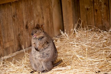 Quokka kalın, kaba, gri-kahverengi tüylü, hafif alt parçalı küçük bir valabidir..