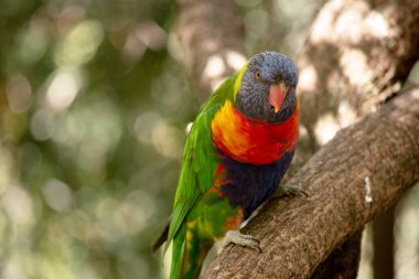 Gökkuşağı lorisinin parlak sarı-turuncu / kırmızı bir göğsü, çoğunlukla menekşe mavisi bir boğazı ve sarı-yeşil bir yakası vardır..