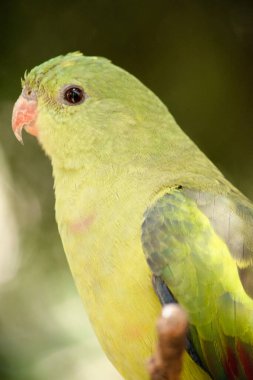 Dişi vekil papağan açık yeşildir.