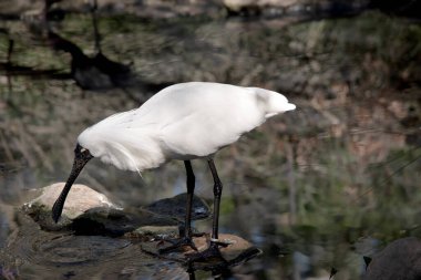 Kraliyet kaşığı kaşığa benzeyen siyah gagalı büyük beyaz bir deniz kuşudur. Kraliyet kaşığının sarı kaşları ve siyah bacakları vardır.