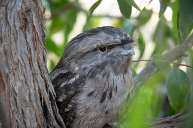 Asık suratlı kurbağa ağacın bir parçasıymış gibi davranıyor.