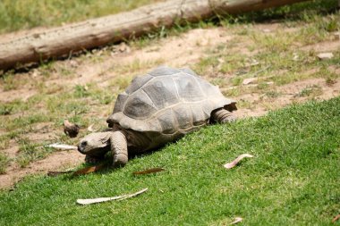 Aldabra Kaplumbağaları dünyanın en büyük kara kaplumbağalarından biridir.