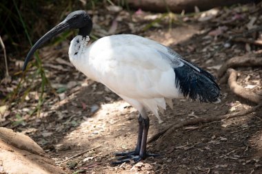 Bu bir beyaz Ibis yan görünümüdür 