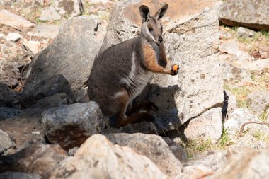 Sarı ayaklı kaya valabisi beyaz yanak çizgisi ve turuncu kulaklarıyla parlak renklidir. Üzerinde beyaz bir yan şerit ve kahverengi ve beyaz bir kalça çizgisi ile geyik grisidir..