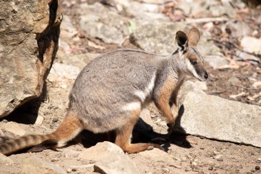 Sarı ayaklı kaya valabisi beyaz yanak çizgisi ve turuncu kulaklarıyla parlak renklidir. Üzerinde beyaz bir yan şerit ve kahverengi ve beyaz bir kalça çizgisi ile geyik grisidir..