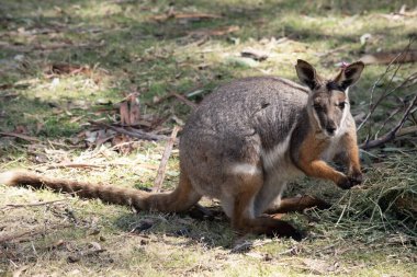 Sarı ayaklı kaya valabisi beyaz yanak çizgisi ve turuncu kulaklarıyla parlak renklidir. Üzerinde beyaz bir yan şerit ve kahverengi ve beyaz bir kalça çizgisi ile geyik grisidir..
