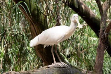Sarı kaşık gagası, kaşığa benzeyen krema gagalı büyük beyaz bir deniz kuşudur..