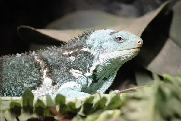 Fiji kuşaklı iguanalar sadece Fiji adalarında bulunan ibikli ve uzun kuyruklu parlak yeşil kertenkelelerdir..