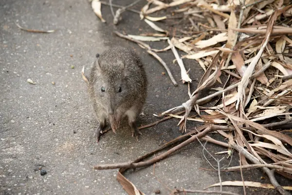 Uzun burunlu Potoro 'ların burunlarından burnuna kadar uzanan küçük bir deri parçasıyla sivrilen uzun bir burnu vardır..