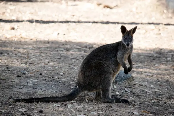 Bataklık valabisinin koyu kahverengi kürkü vardır ve genellikle göbeğinde, göğsünde ve kulaklarının dibinde paslı lekeler bulunur..