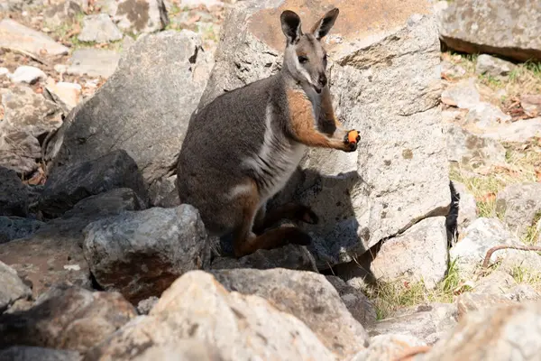 Sarı ayaklı kaya valabisi beyaz yanak çizgisi ve turuncu kulaklarıyla parlak renklidir. Üzerinde beyaz bir yan şerit ve kahverengi ve beyaz bir kalça çizgisi ile geyik grisidir..