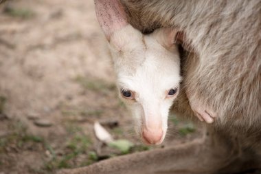 Albino kanguru bembeyaz, mavi gözlü, pembe kulaklı ve pembe burunlu..