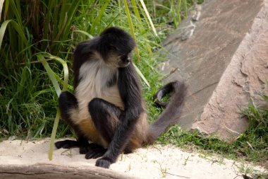 Siyah elli örümcek maymunun kanca gibi elleri ve kavrayıcı kuyruğu olan kahverengi kürkü vardır. Vücutlarından daha uzun olan kavrayıcı kuyruklarını ağaçlarda sallanmak ve sallanmak için kullanırlar.