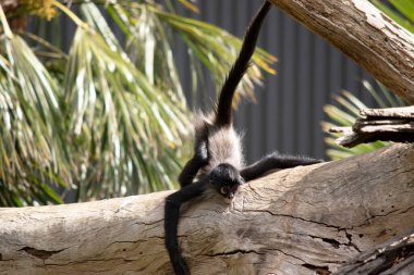 Siyah elli örümcek maymunun kanca gibi elleri ve kavrayıcı kuyruğu olan kahverengi kürkü vardır. Vücutlarından daha uzun olan kavrayıcı kuyruklarını ağaçlarda sallanmak ve sallanmak için kullanırlar.