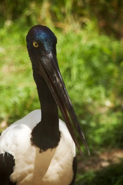 Jabiru 'nun başı ve boynu parlak yeşil ve mor bir parıltıyla siyahtır. Erkeğin gözleri siyah, dişinin gözleri sarı.
