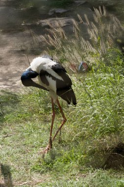 Jabiru 'nun başı ve boynu parlak yeşil ve mor bir parıltıyla siyahtır. Erkeğin gözleri siyah, dişinin gözleri sarı.