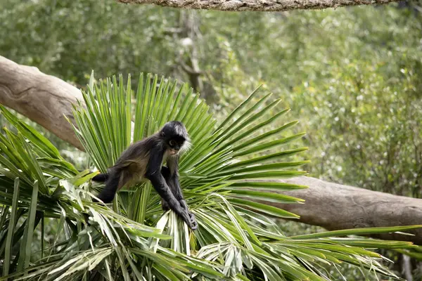 Siyah elli örümcek maymunun kanca gibi elleri ve kavrayıcı kuyruğu olan kahverengi kürkü vardır. Vücutlarından daha uzun olan kavrayıcı kuyruklarını ağaçlarda sallanmak ve sallanmak için kullanırlar.