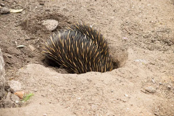 Kısa burunlu ekidnanın güçlü pençeli ayakları ve kahverengimsi bir vücudun üst kısmında dikenleri vardır.
