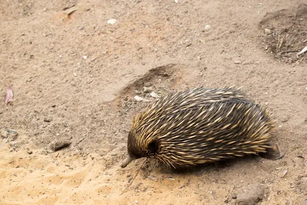 Kısa burunlu ekidnanın güçlü pençeli ayakları ve kahverengimsi bir vücudun üst kısmında dikenleri vardır.