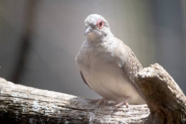 Elmas Güvercin, en küçük Avustralya güvercinidir, ayırt edici kırmızı göz halkası, mavi-gri başı ve göğsü ile