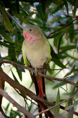 Prenses Alexandras 'ın papağanının pembe bir boynu açık mavi bir kafası ve yeşil kanatları var.