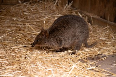 Quokka kalın, kaba, gri-kahverengi tüylü, hafif alt parçalı küçük bir valabidir..