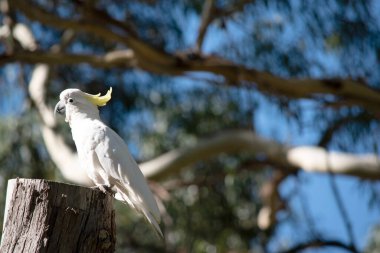 Sülfür armalı kakadu sarı armalı beyaz bir kuştur.