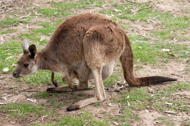 Batı grisi büyük, kaslı hayvanlardır. Gri-kahverengidir, kırmızımsı-kahverengidir. Küçük bir kafası, büyük kulakları ve denge için uzun ve kalın bir kuyruğu vardır..