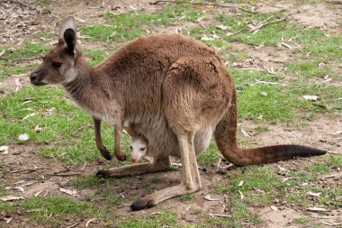 Batı grisi büyük, kaslı hayvanlardır. Gri-kahverengidir, kırmızımsı-kahverengidir. Küçük bir kafası, büyük kulakları ve denge için uzun ve kalın bir kuyruğu vardır..