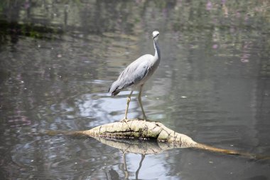 Beyaz yüzlü balıkçıl, çoğunlukla mavi-gri tüylü orta büyüklükte bir balıkçıl türüdür. Yüzünde ve boynunun önünde beyazlar var..