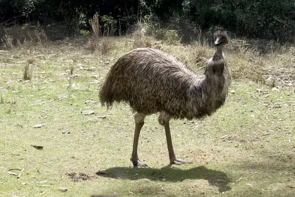 Emus 'lar ilkel tüylerle kaplıdır koyu kahverengiden gri-kahverengi ve siyah uçlu..