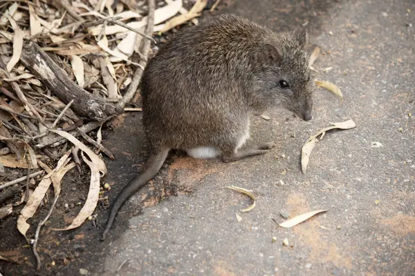 Uzun burunlu Potoro 'ların burunlarından burnuna kadar uzanan küçük bir deri parçasıyla sivrilen uzun bir burnu vardır..