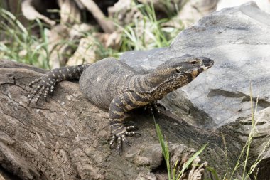 Dantel kertenkelenin üzerinde soluk sarı, krem şeritli ya da sıra sıra benekli koyu gri bir çelik gri vardır. Alt tarafı krema..