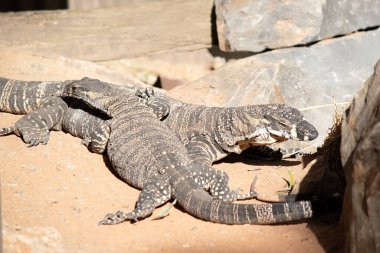 Dantel kertenkelenin üzerinde soluk sarı, krem şeritli ya da sıra sıra benekli koyu gri bir çelik gri vardır. Alt tarafı krema.