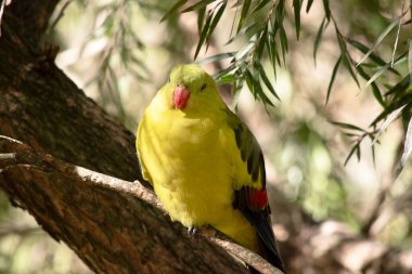 Dişi naip papağan açık yeşil renktedir. Sarı omuz bantları var ve küçük kırmızı bir bant kanat ortasından ve sarı alt kanatlardan geçiyor.. 