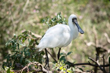 Kraliyet kaşığı kaşığa benzeyen siyah gagalı büyük beyaz bir deniz kuşudur. Kraliyet kaşığının sarı kaşları ve siyah bacakları vardır.