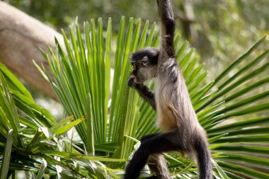 Siyah elli örümcek maymunun kanca gibi elleri ve kavrayıcı kuyruğu olan kahverengi kürkü vardır. Vücutlarından daha uzun olan kavrayıcı kuyruklarını ağaçlarda sallanmak ve sallanmak için kullanırlar.