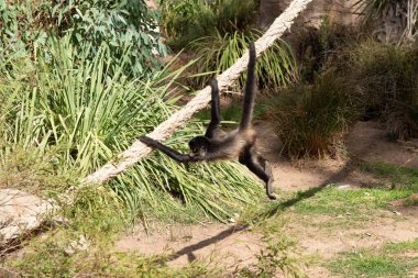 Genç siyah elli örümcek maymunun kanca gibi elleri ve kavrayıcı kuyruğu olan kahverengi kürkü var..