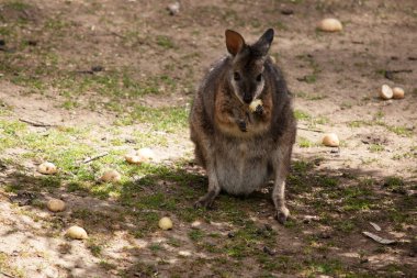 Tammar valabinin koyu grimsi üst kısımları vardır, alt kısmı daha soluk ve paslı kenarları ve uzuvları vardır..