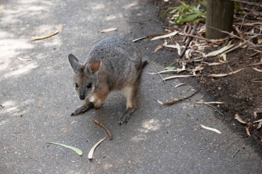Tammar valabinin koyu grimsi üst kısımları vardır, alt kısmı daha soluk ve paslı kenarları ve uzuvları vardır.