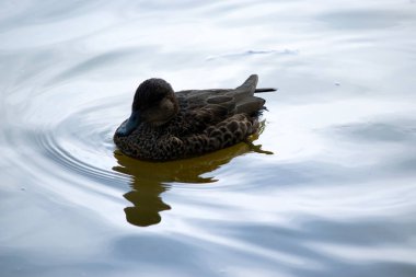 Dişi ördeğin koyu kahverengi tüyleri vardır. Kahverengi ve siyah gagalı gözleri vardır.
