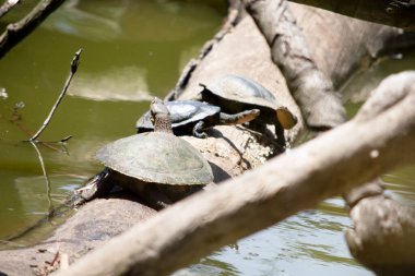 Murray kaplumbağası veya alt kabuk veya plastron genellikle krem sarısıdır, bazen diğer koyu kahverengi işaretlerle birlikte. Ayakların güçlü pençeleri var ve yüzmek için perdeli. .