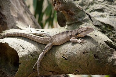 Su Ejderhası belirgin bir açısal baş ve omurga kemiğini birleştiren ve vücudunun uzunluğunu kuyruğuna kadar uzatan spinoz pullarından ayırt edilebilir..
