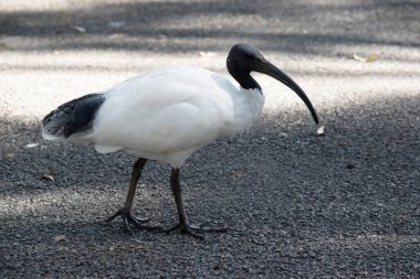 Avustralya Beyaz Ibis, ağırlıklı olarak tüysüz siyah kafa, boyun ve bacaklara sahip beyaz tüylerle karakterize edilir. Gagası da siyah, uzun ve kavisli..