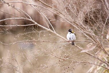 Beyaz önlüklü balkabağı, kısa ve ince bir gagası olan küçük bir bilge. Yukarısı zeytin yeşili, siyah şapkalı, ensesinde beyaz bir şerit var.